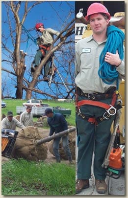 collage showing technician in a tree, with equipment, and multiple moving a tree