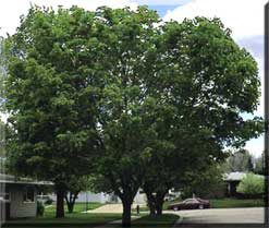 square hackberry