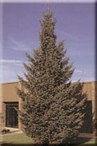 square spruce