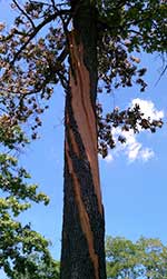 tree hit by lightning 2